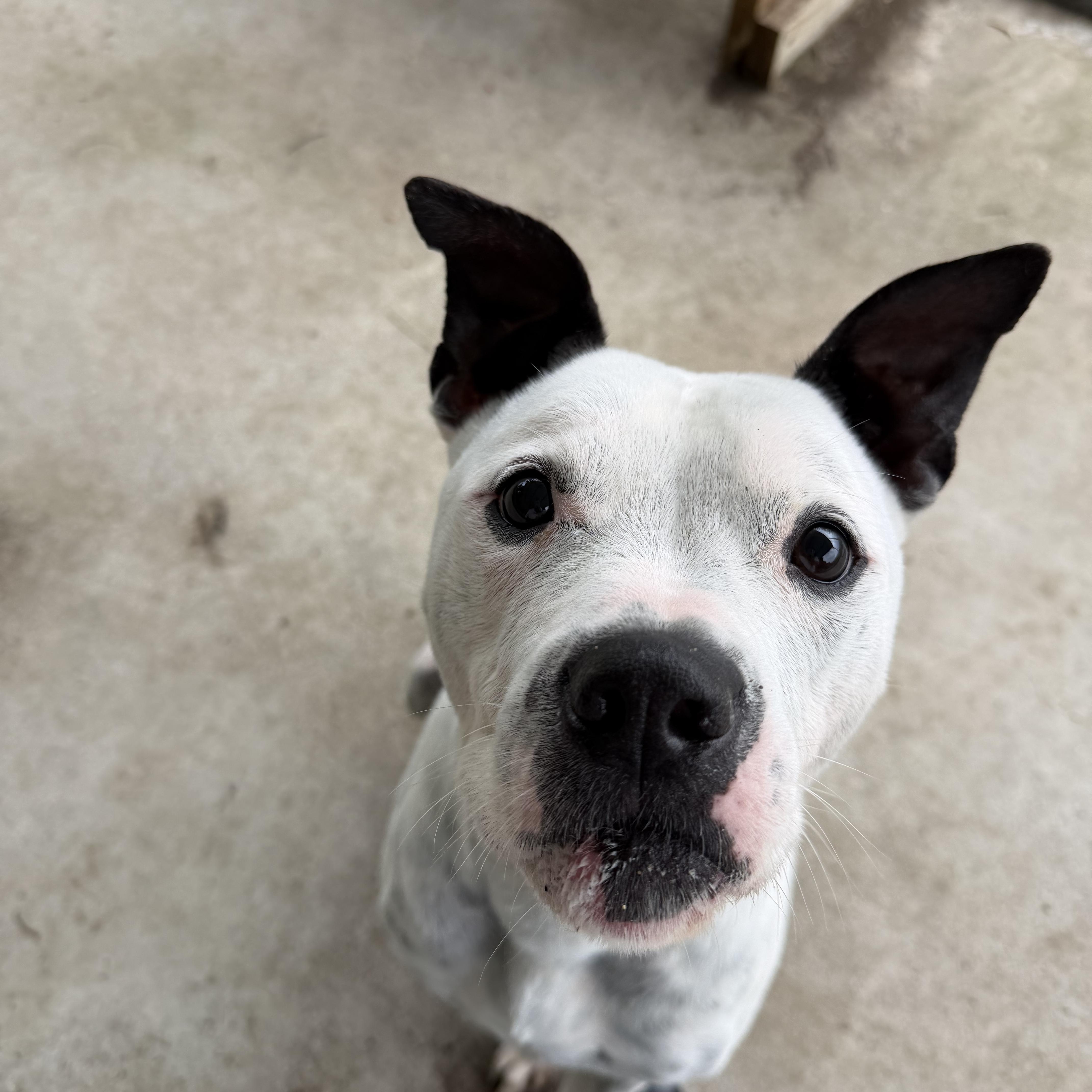 Enlarge Happy DEAF, a ADOPTABLE mixed breed in atlanta, GA image 4/5