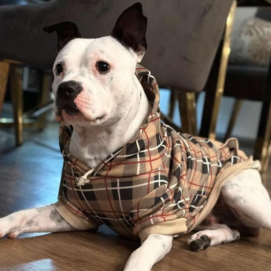 Enlarge Happy DEAF, a ADOPTABLE mixed breed in atlanta, GA image 2/5