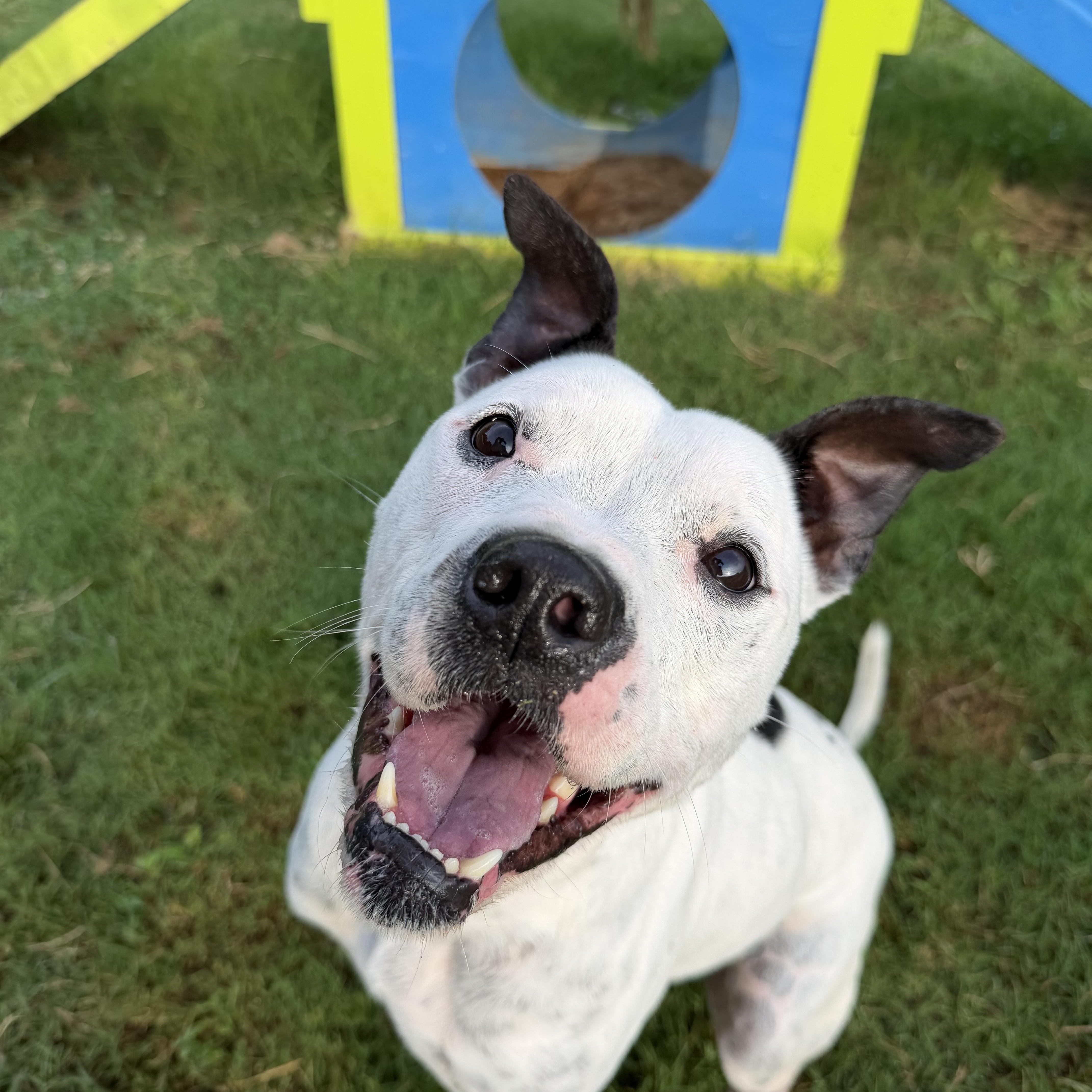 Enlarge Happy DEAF, a ADOPTABLE mixed breed in atlanta, GA image 3/5