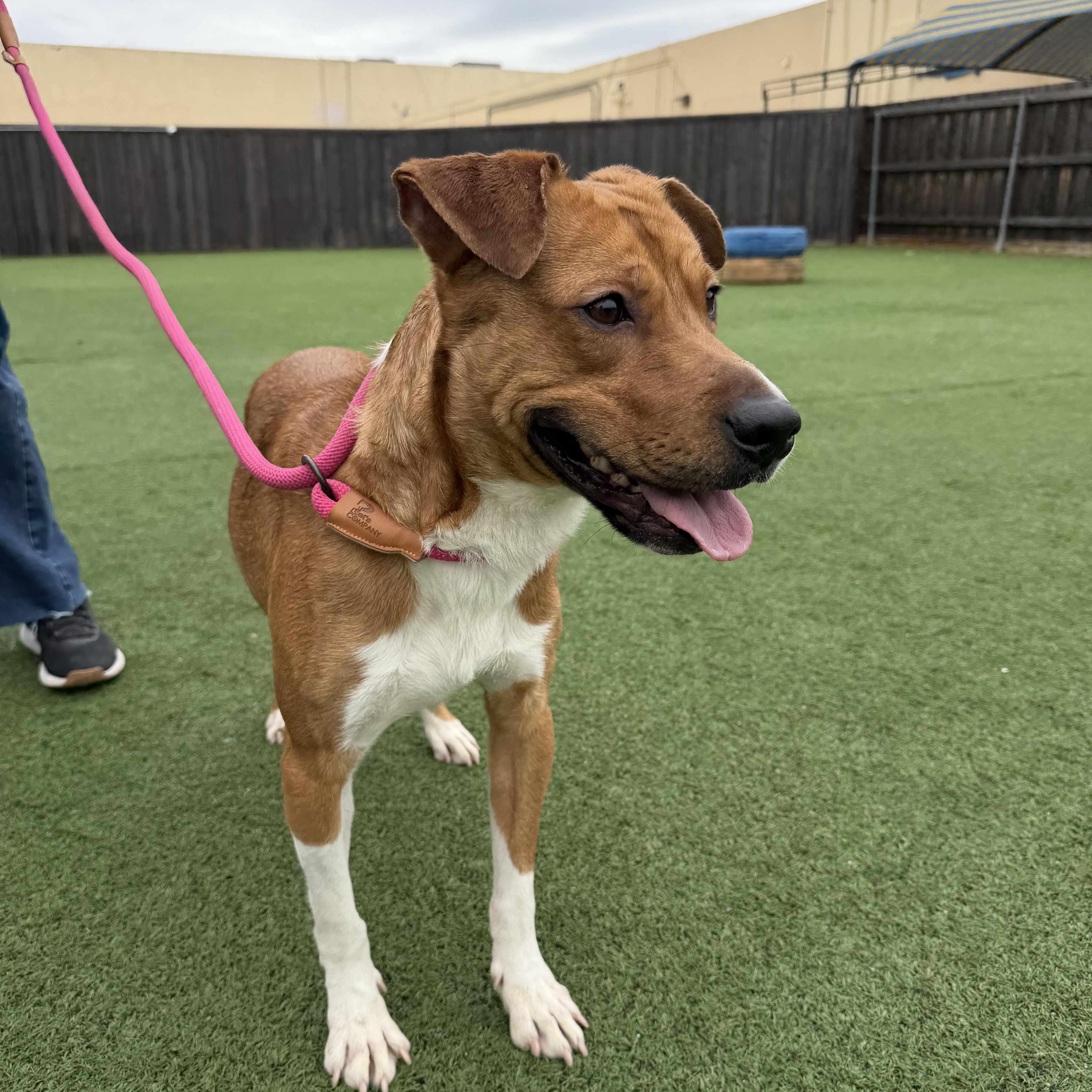 Nash, a Adoptable mixed breed in Indianapolis , IN image 1/6