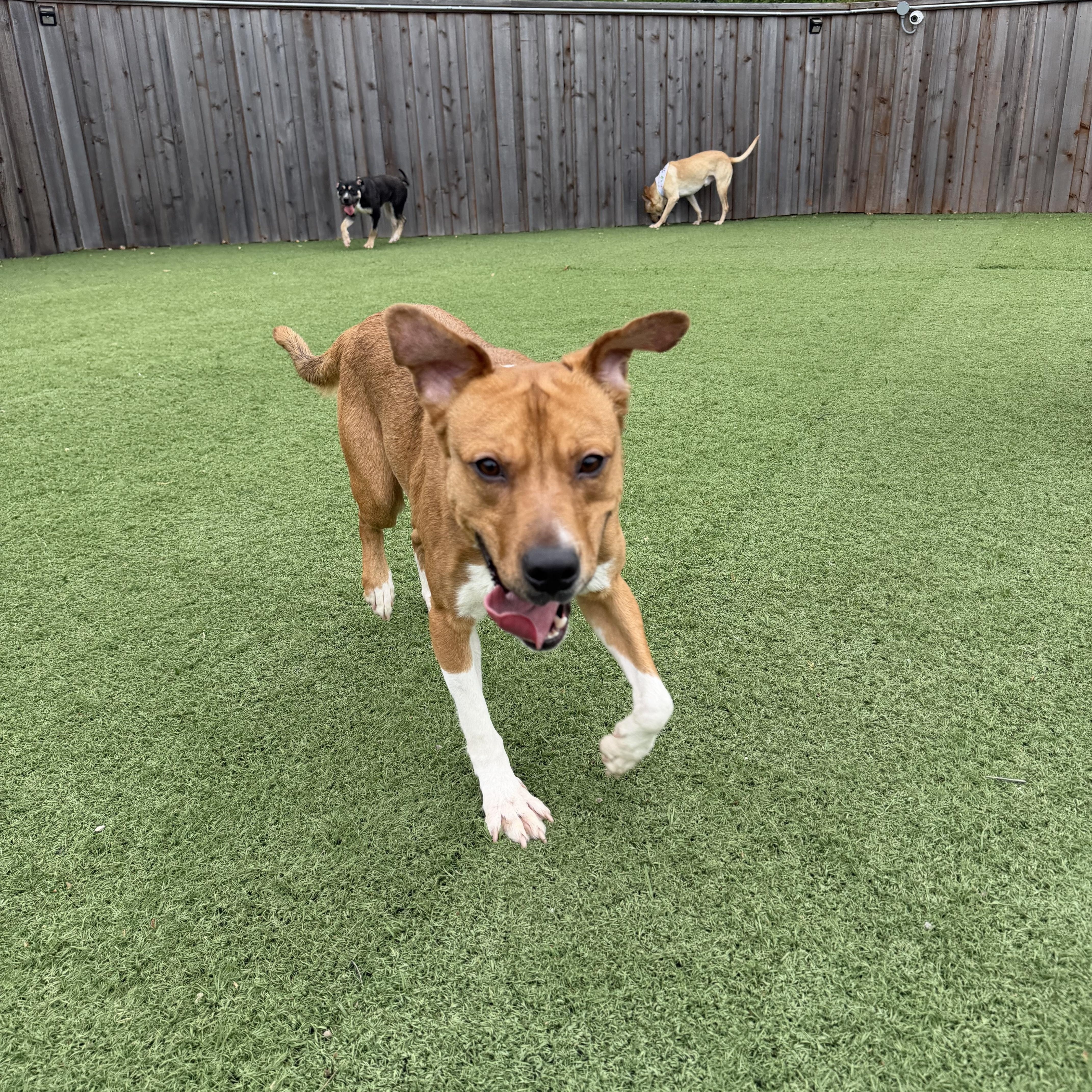 Nash, a Adoptable mixed breed in Indianapolis , IN image 4/6