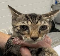 Enlarge Big Foot, a Adoptable Domestic Short Hair in Cincinnati, OH image 1/1