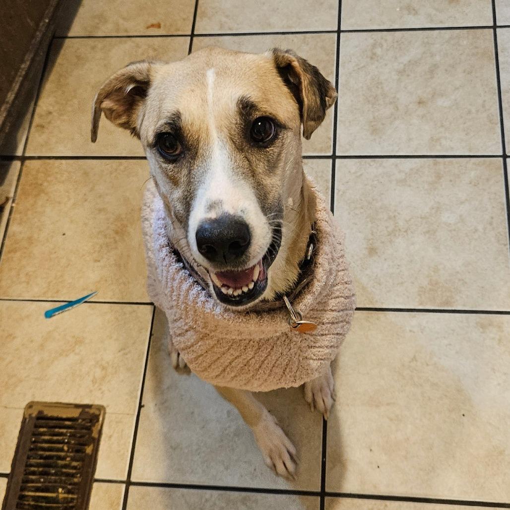 Willow, Adoptable, Adult Female Great Pyrenees & Mixed Breed.