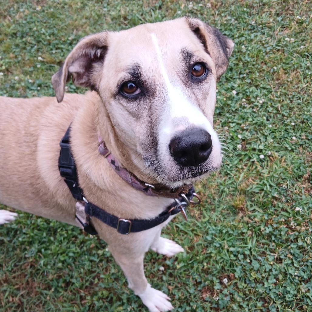 Willow, a Adoptable mixed breed in Tulsa, OK image 2/6