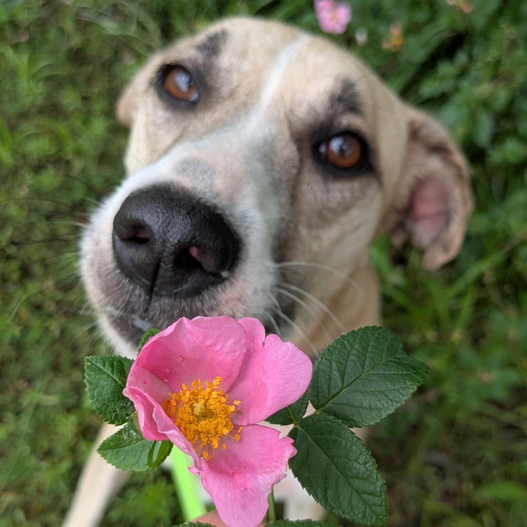 Willow, a Adoptable mixed breed in Tulsa, OK image 3/6