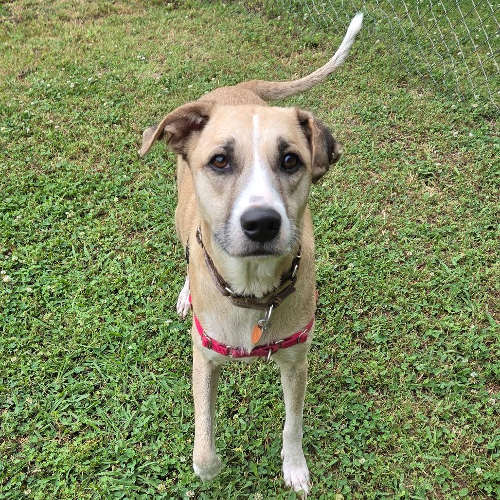Willow, a Adoptable mixed breed in Tulsa, OK image 4/6