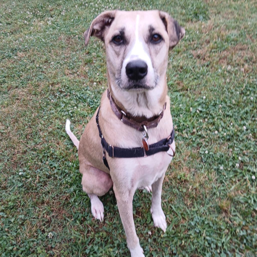Willow, a Adoptable mixed breed in Tulsa, OK image 5/6