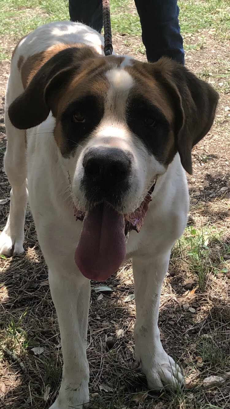 Dulci, Adoptable, Adult Female Saint Bernard.