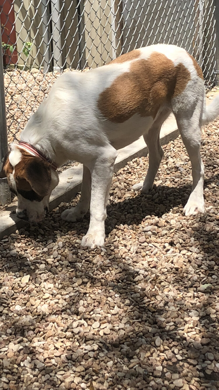 Dulci, a Adoptable Saint Bernard in Magnolia, TX image 2/6