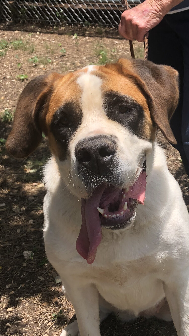 Dulci, a Adoptable Saint Bernard in Magnolia, TX image 3/6