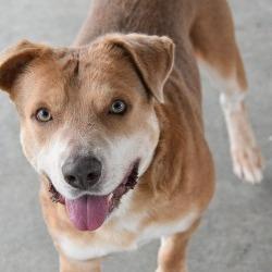 Tanner Blue, Adoptable, Adult Male Mixed Breed.