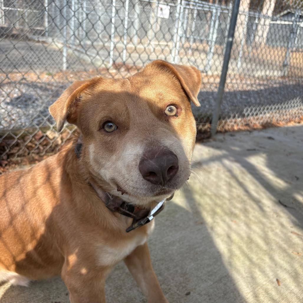 Enlarge Tanner Blue, a Adoptable Mixed Breed in Columbus, NC image 2/6