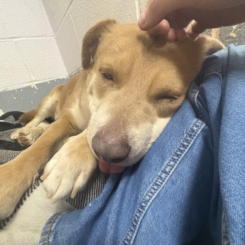 Enlarge Tanner Blue, a Adoptable Mixed Breed in Columbus, NC image 5/6