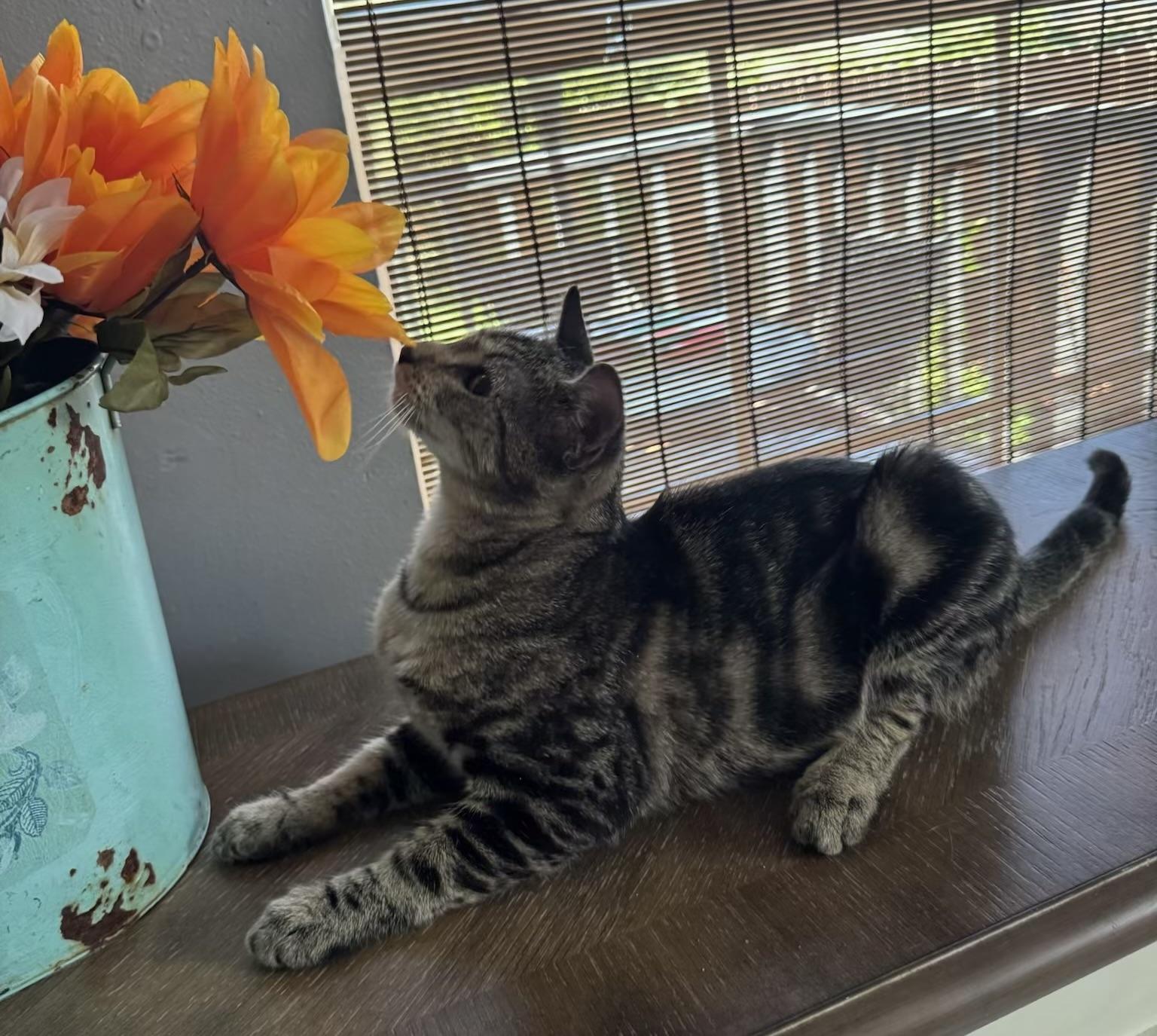 Enlarge Toby, a Adoptable Bengal in Houston, TX image 4/4