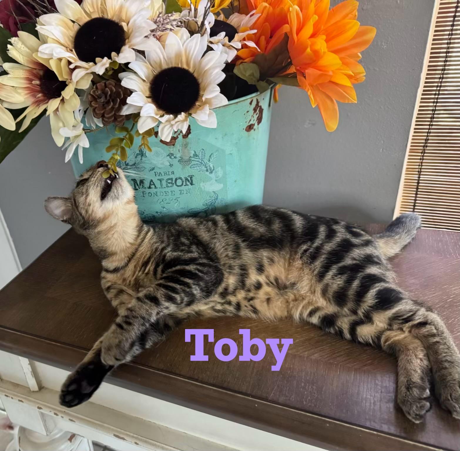 Toby thumbnail 3