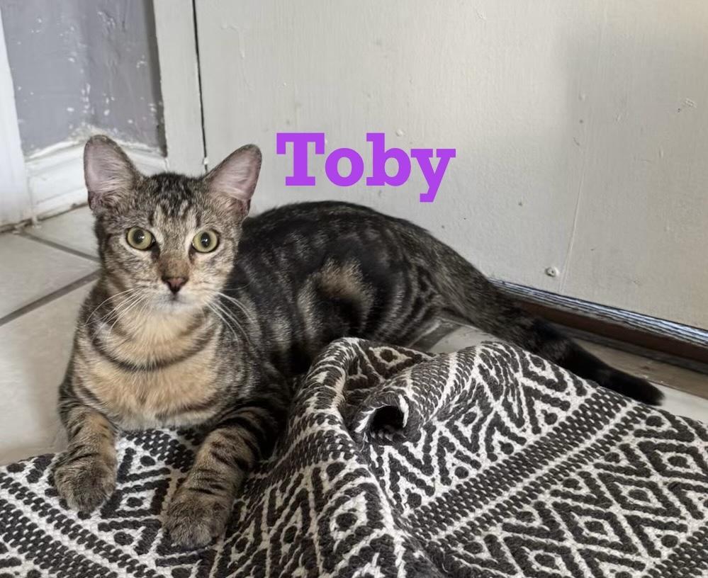 Enlarge Toby, a Adoptable Bengal in Houston, TX image 1/4