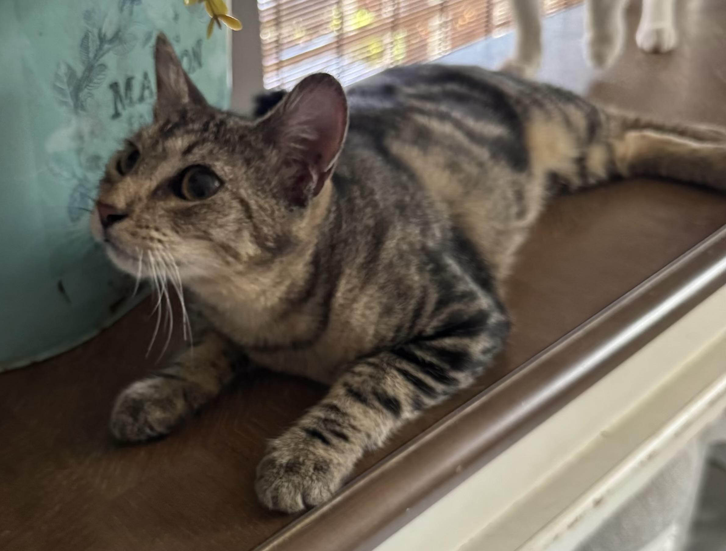 Enlarge Toby, a Adoptable Bengal in Houston, TX image 3/4