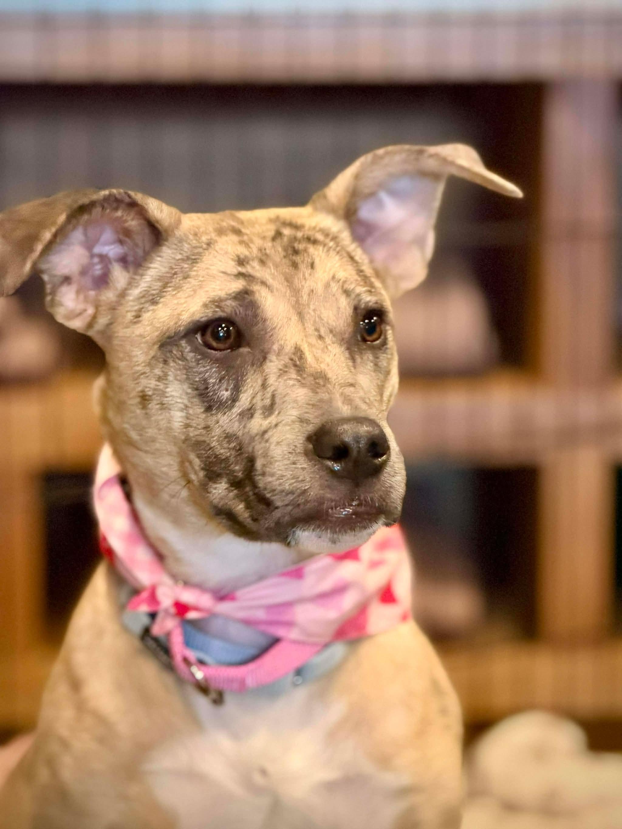 Enlarge Jane, a Adoptable mixed breed in Portland, ME image 6/6
