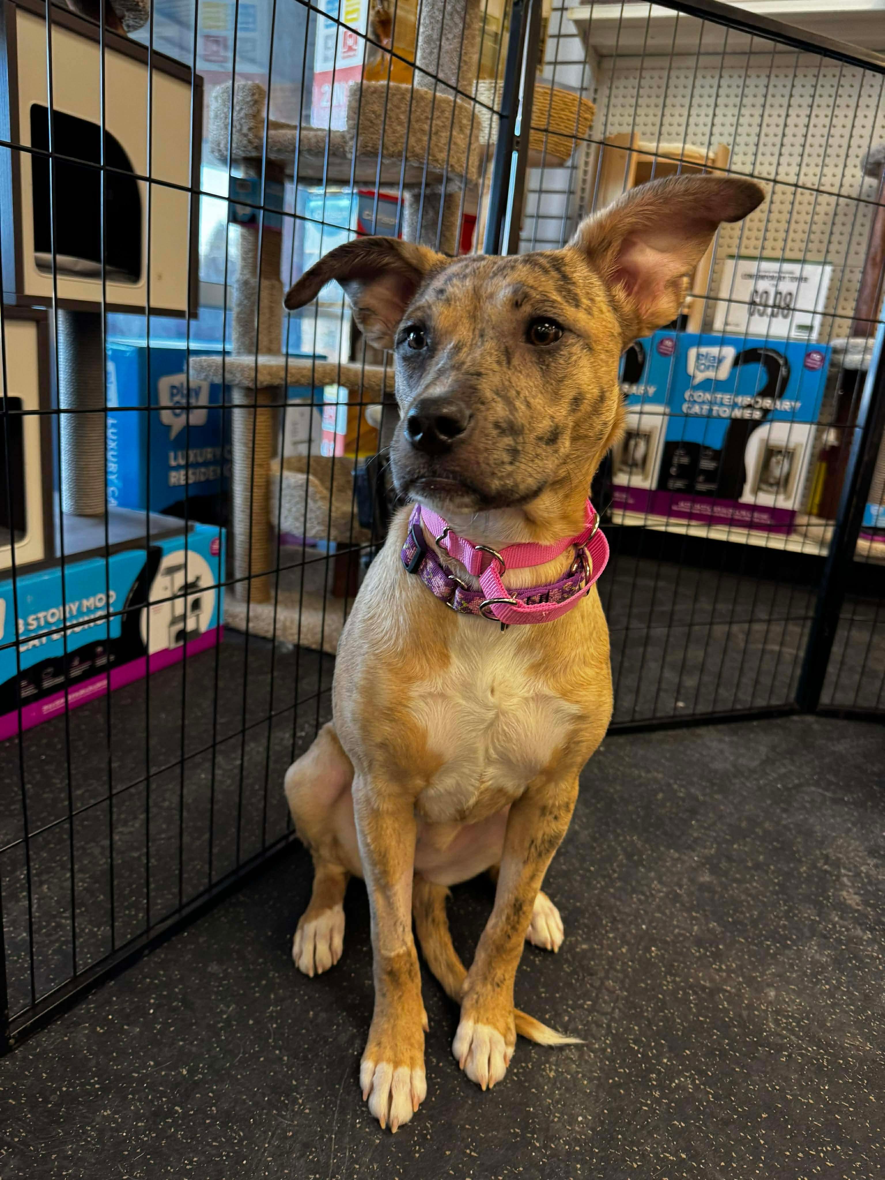 Enlarge Jane, a Adoptable mixed breed in Portland, ME image 4/6