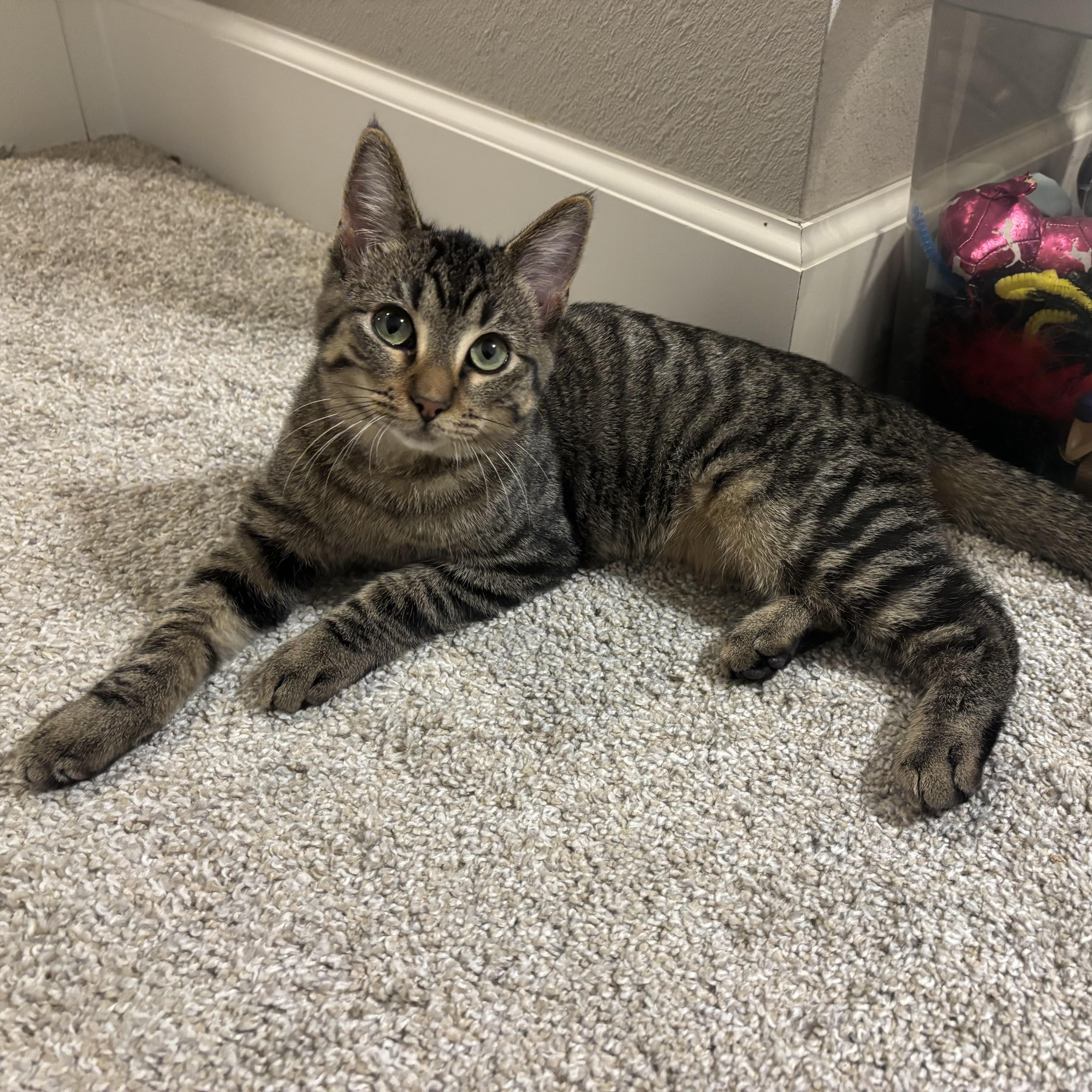 Tom Cruise, Adoptable, Young Male Domestic Short Hair.