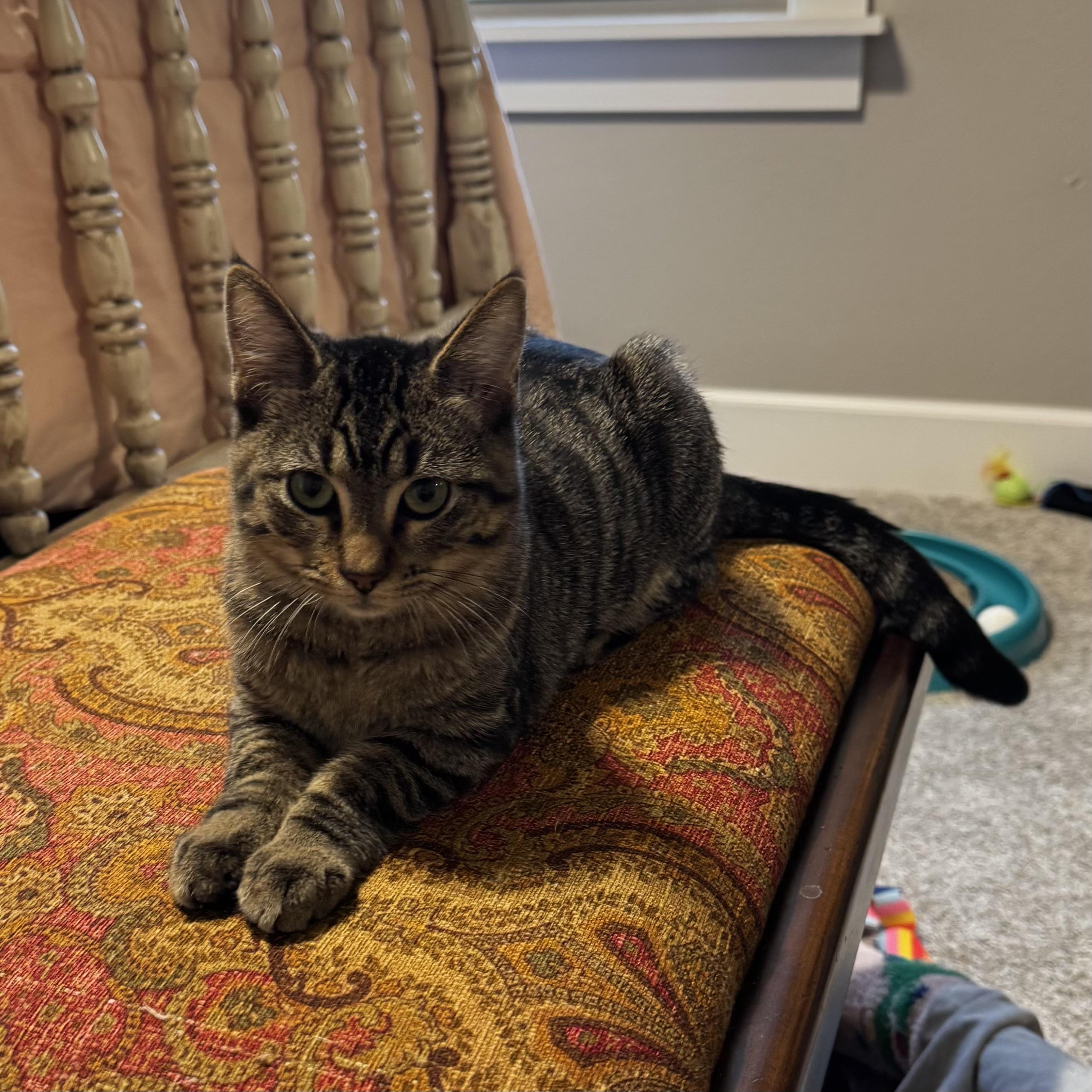 Tom Cruise, a Adoptable Domestic Short Hair in Bentonville, AR image 2/3