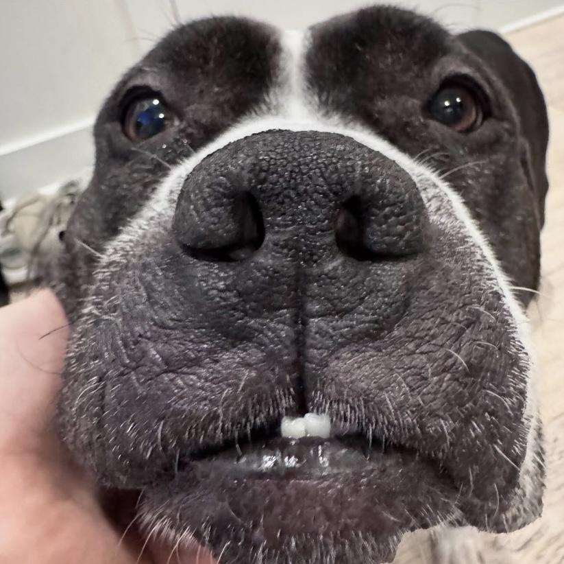 Mona Lisa, a Adoptable mixed breed in Philadelphia, PA image 2/6