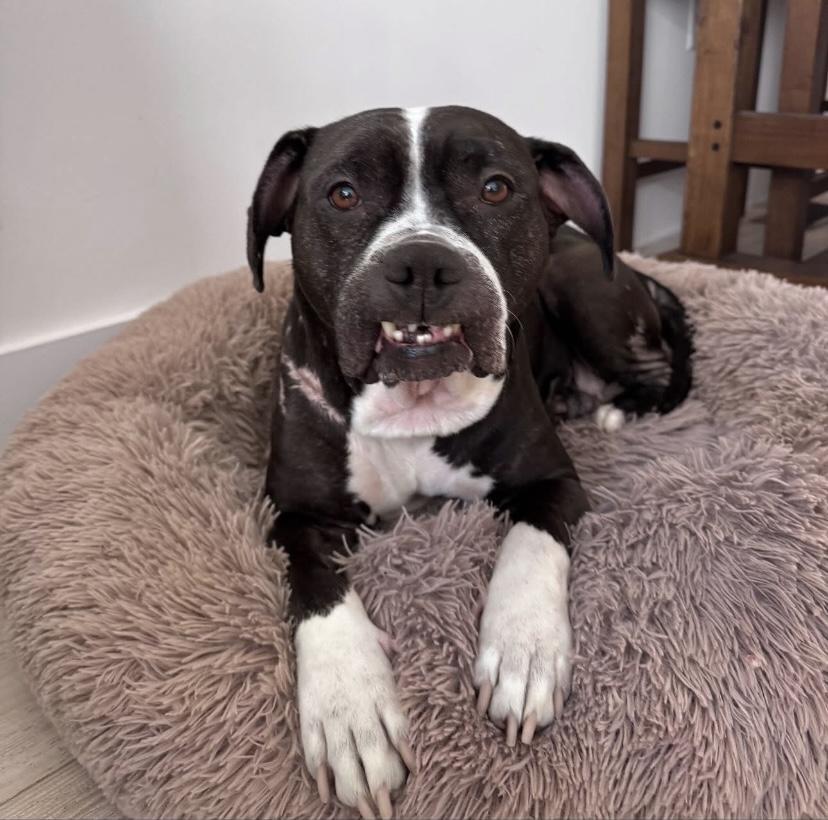 Mona Lisa, a Adoptable mixed breed in Philadelphia, PA image 1/6