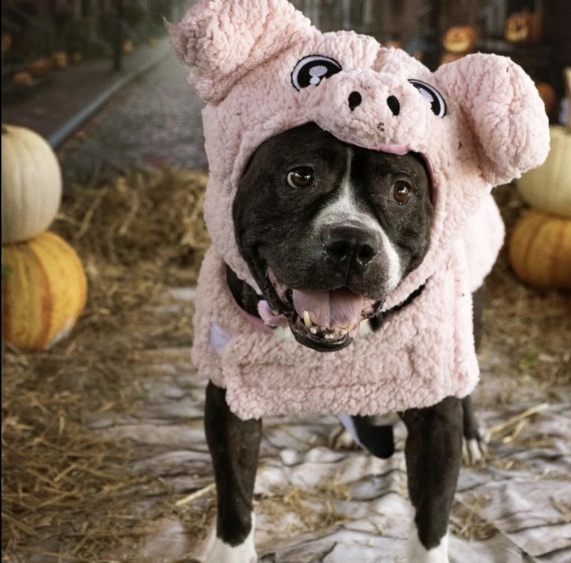 Mona Lisa, a Adoptable mixed breed in Philadelphia, PA image 3/6