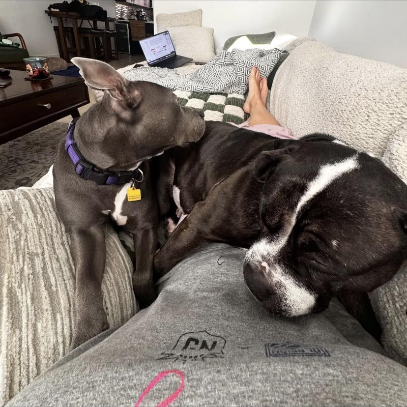 Mona Lisa, a Adoptable mixed breed in Philadelphia, PA image 4/6