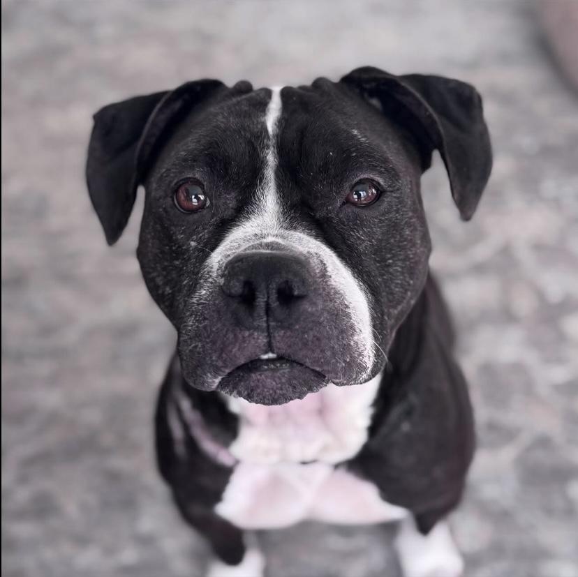 Mona Lisa, a Adoptable mixed breed in Philadelphia, PA image 5/6