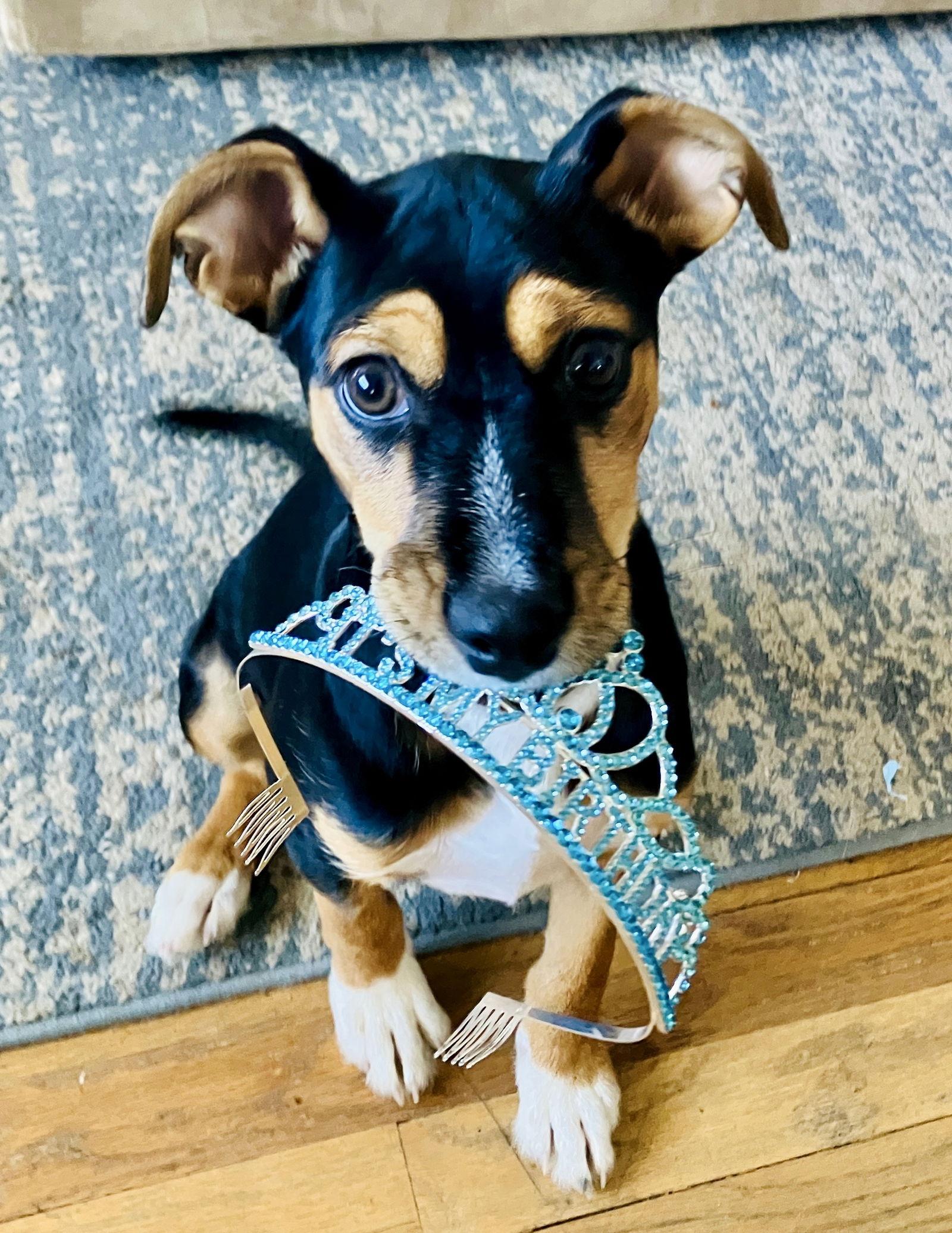 Baylor, Adoptable, Puppy Male Beagle & Terrier.