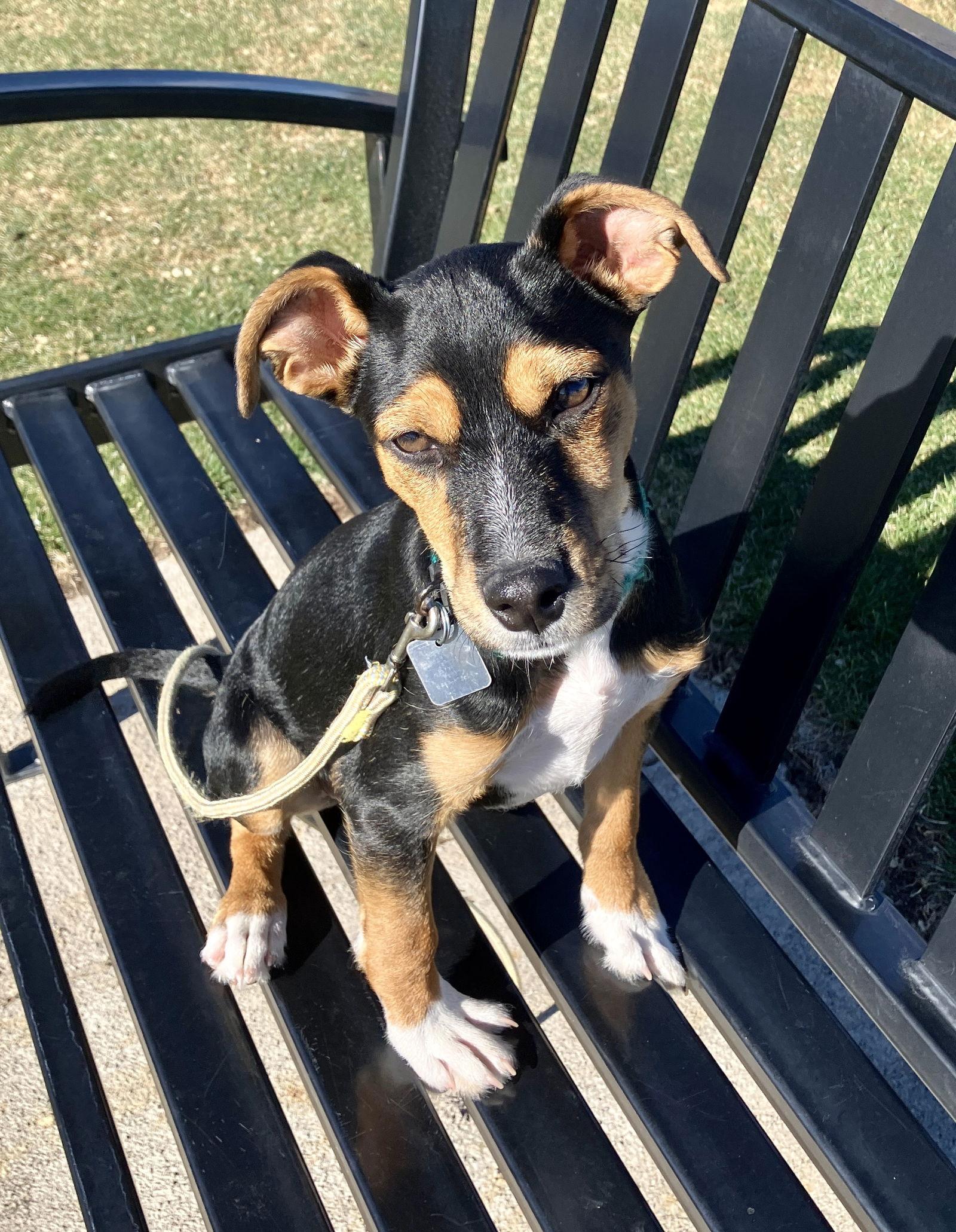 Baylor, Adoptable, Puppy Male Beagle & Terrier.
