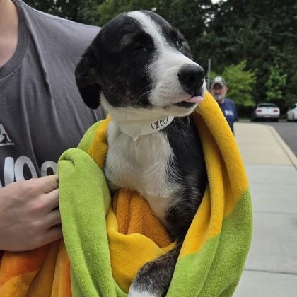 Green, Adoptable, Puppy Male Mixed Breed & Mixed Breed.