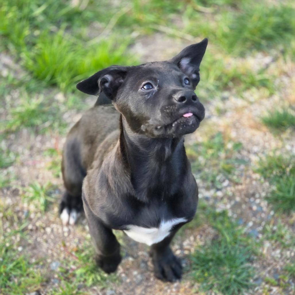 Jesse James, Adoptable, Puppy Male Australian Cattle Dog / Blue Heeler & Mixed Breed.