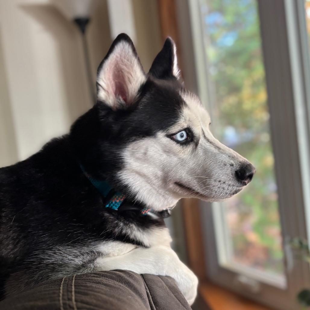 Enlarge Poppy, a Adoptable mixed breed in Blaine, MN image 3/4