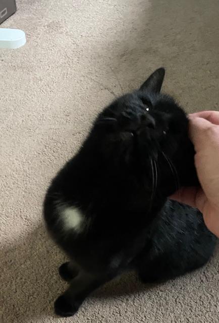 Enlarge Foxy, a ADOPTABLE Domestic Short Hair in Toronto, ON image 2/6