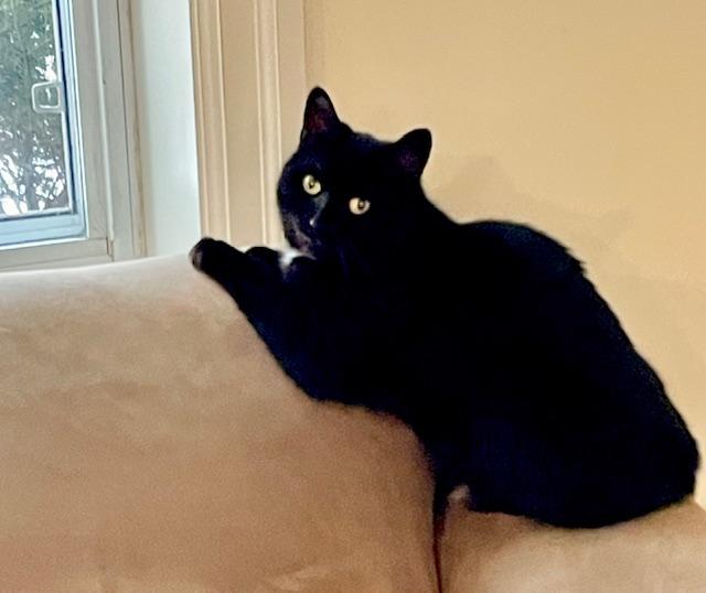 Enlarge Foxy, a ADOPTABLE Domestic Short Hair in Toronto, ON image 3/6