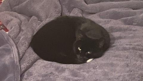 Enlarge Foxy, a ADOPTABLE Domestic Short Hair in Toronto, ON image 4/6