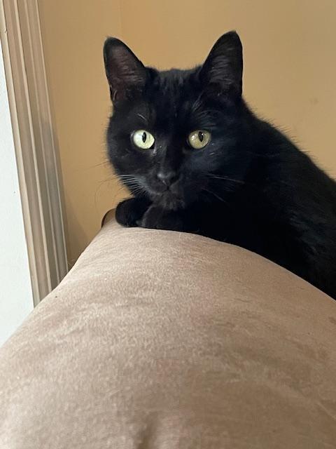 Enlarge Foxy, a ADOPTABLE Domestic Short Hair in Toronto, ON image 6/6