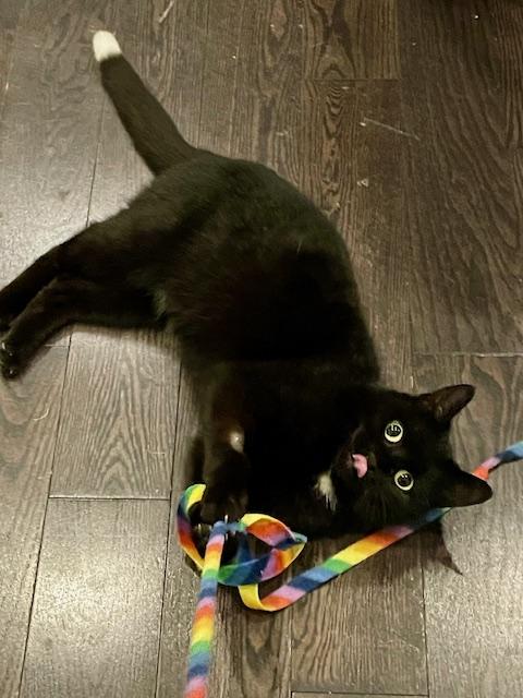 Enlarge Foxy, a ADOPTABLE Domestic Short Hair in Toronto, ON image 1/6