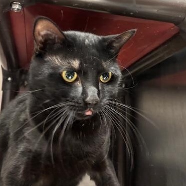 Enlarge Lucky, a ADOPTABLE Domestic Short Hair in Braintree, MA image 2/6