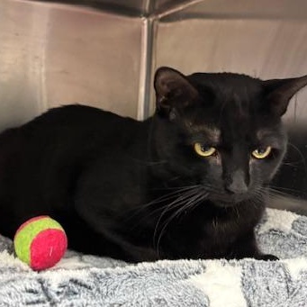 Enlarge Lucky, a ADOPTABLE Domestic Short Hair in Braintree, MA image 6/6