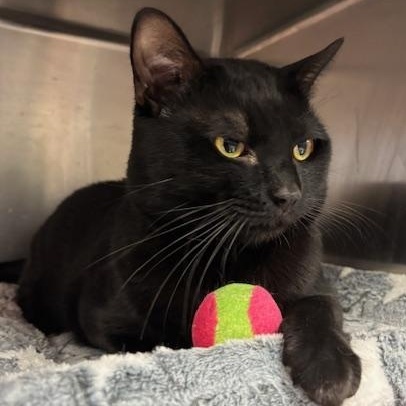 Enlarge Lucky, a ADOPTABLE Domestic Short Hair in Braintree, MA image 3/6