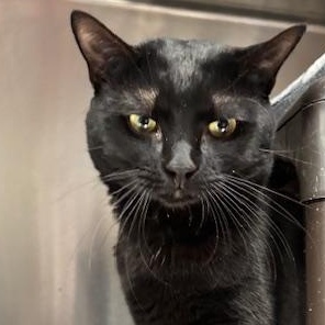 Enlarge Lucky, a ADOPTABLE Domestic Short Hair in Braintree, MA image 4/6