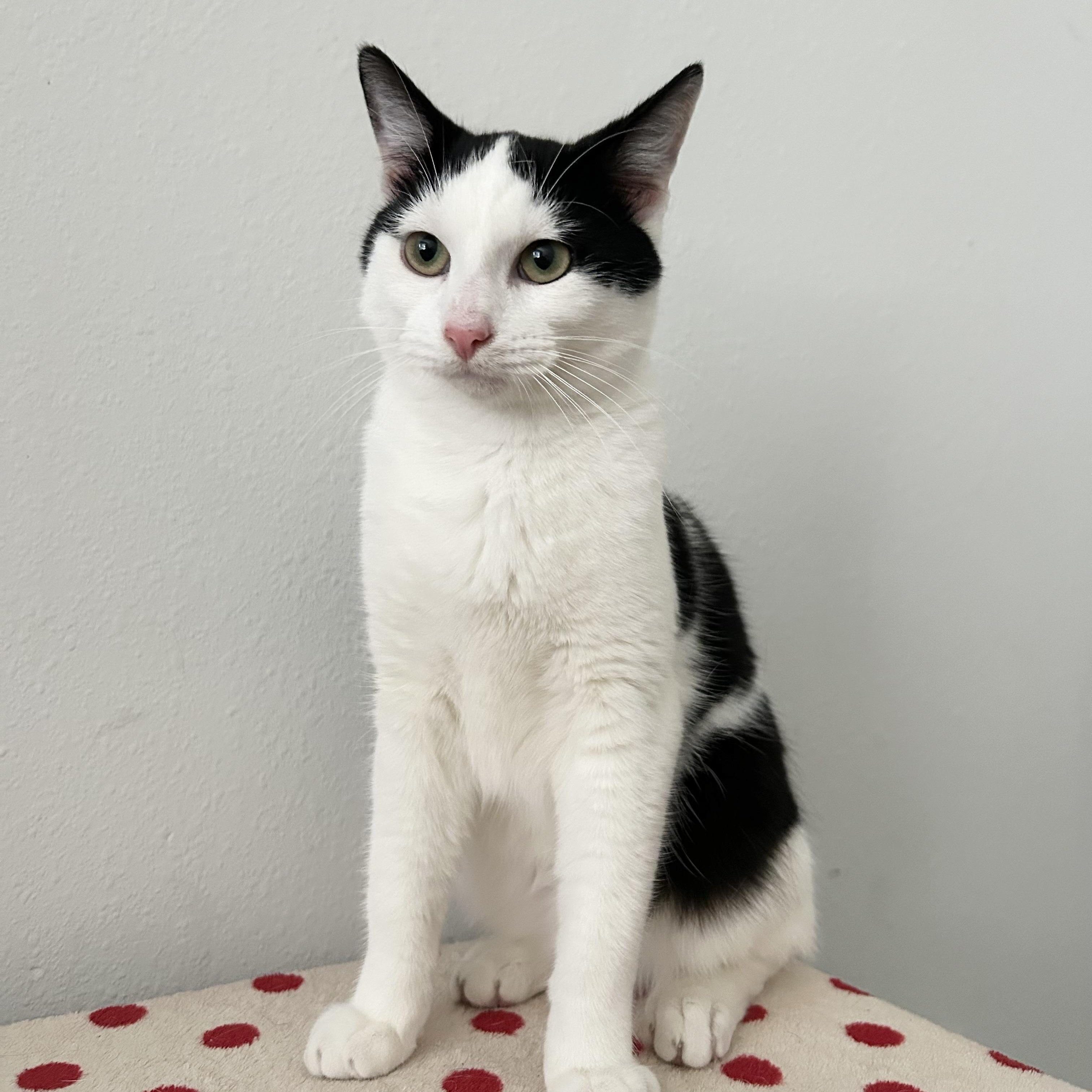 Enlarge Marshmallow, a Adoptable American Shorthair in Hagerstown, MD image 5/6