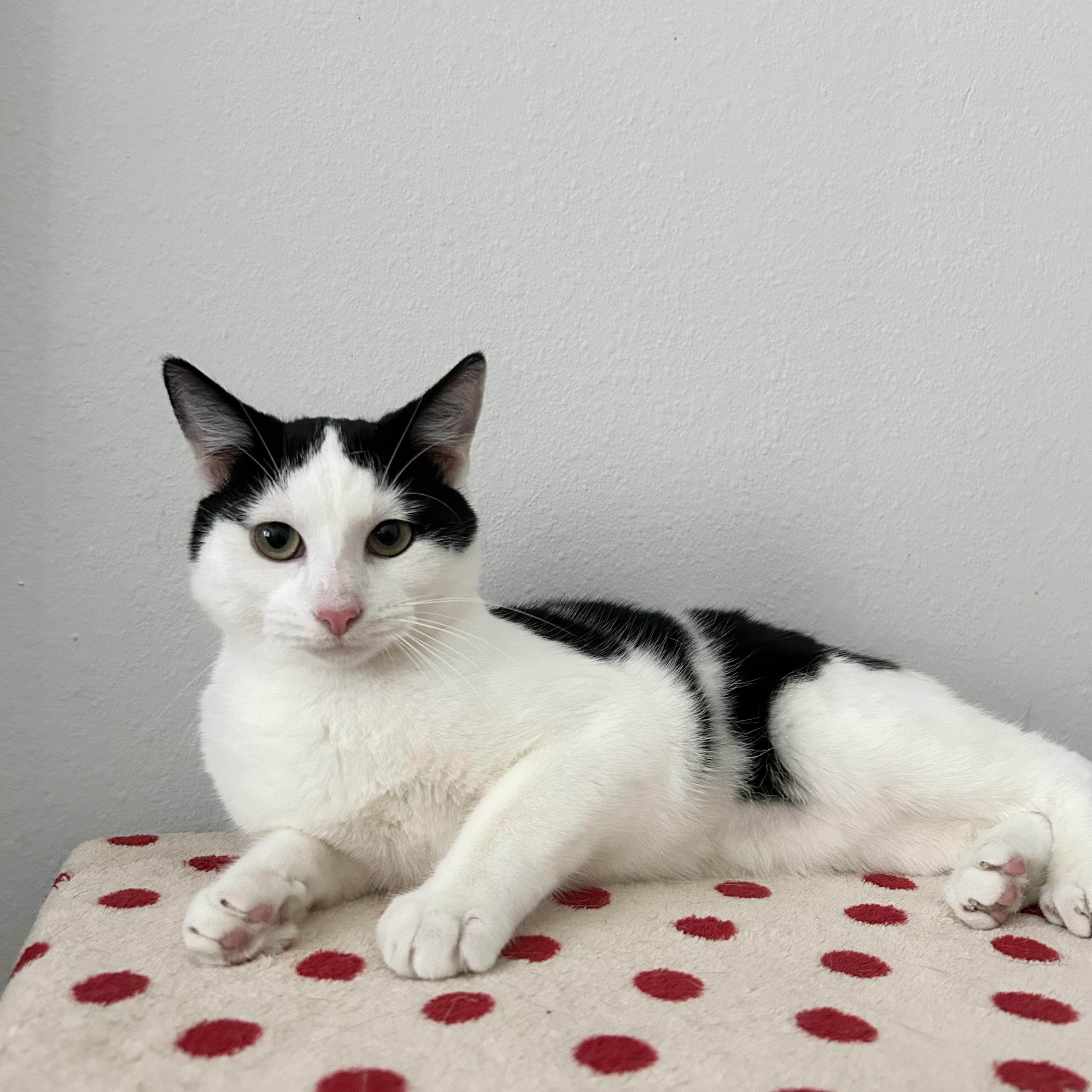 Enlarge Marshmallow, a Adoptable American Shorthair in Hagerstown, MD image 4/6