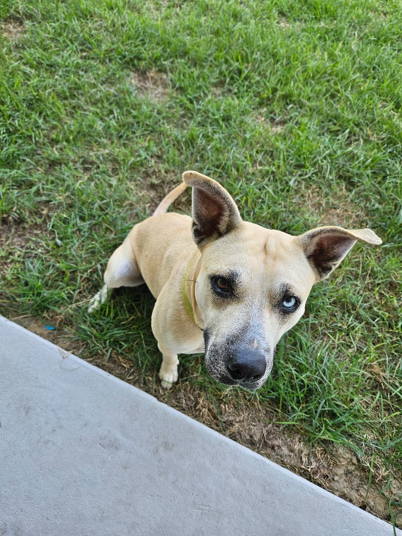 Bella, Adopted, Young Female Black Mouth Cur.