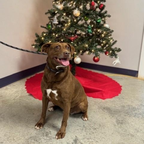 Enlarge Hazel, a Adoptable mixed breed in Williston, VT image 4/5