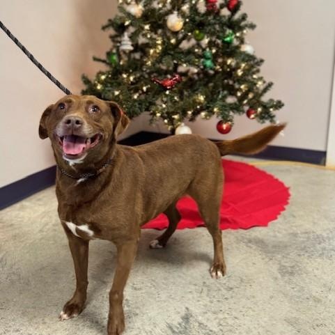 Enlarge Hazel, a Adoptable mixed breed in Williston, VT image 5/5