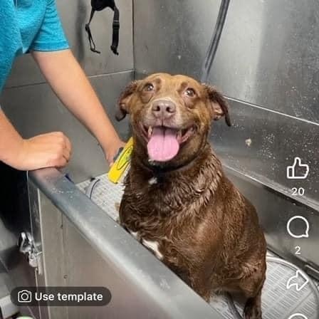 Hazel, Adoptable, Adult Female Labrador Retriever.